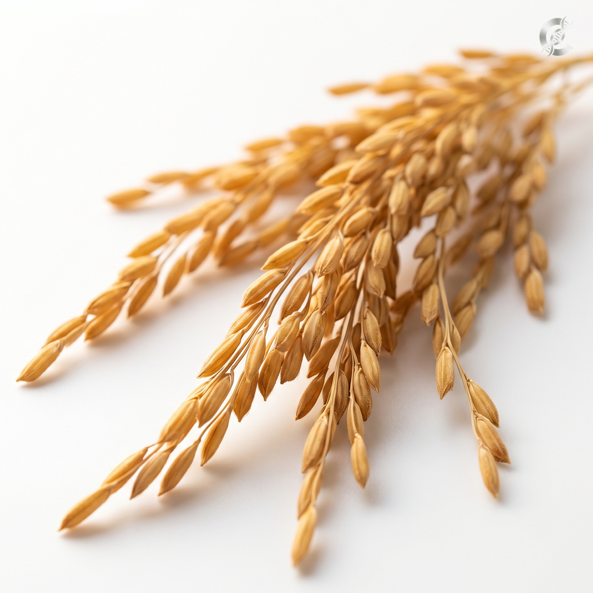 Neurofood Rice