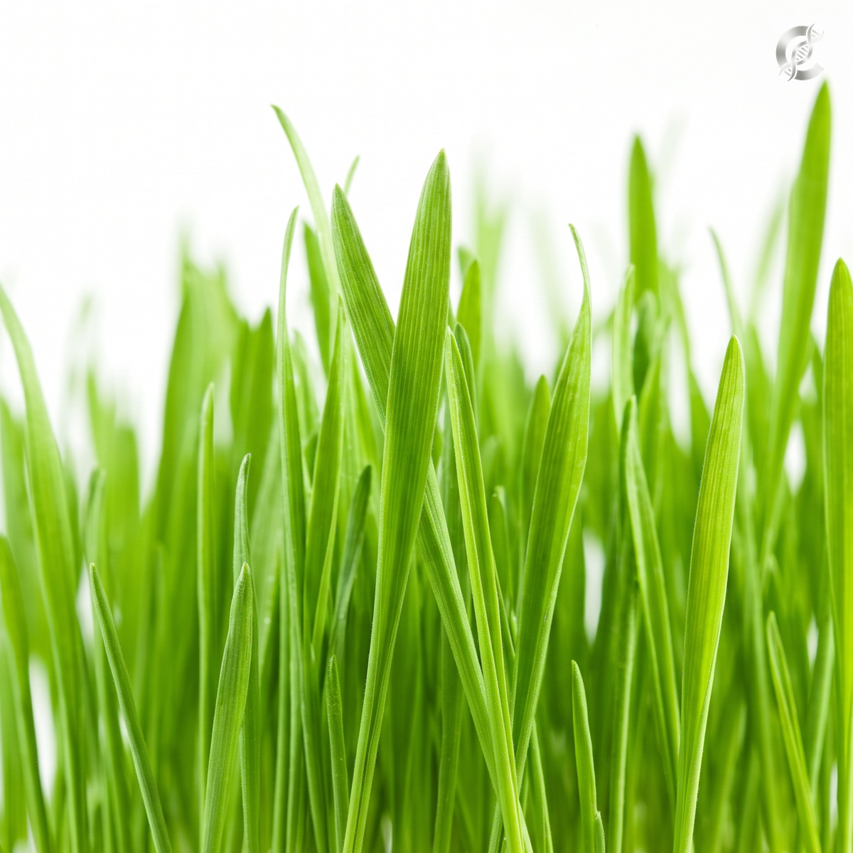 Wheat Grass