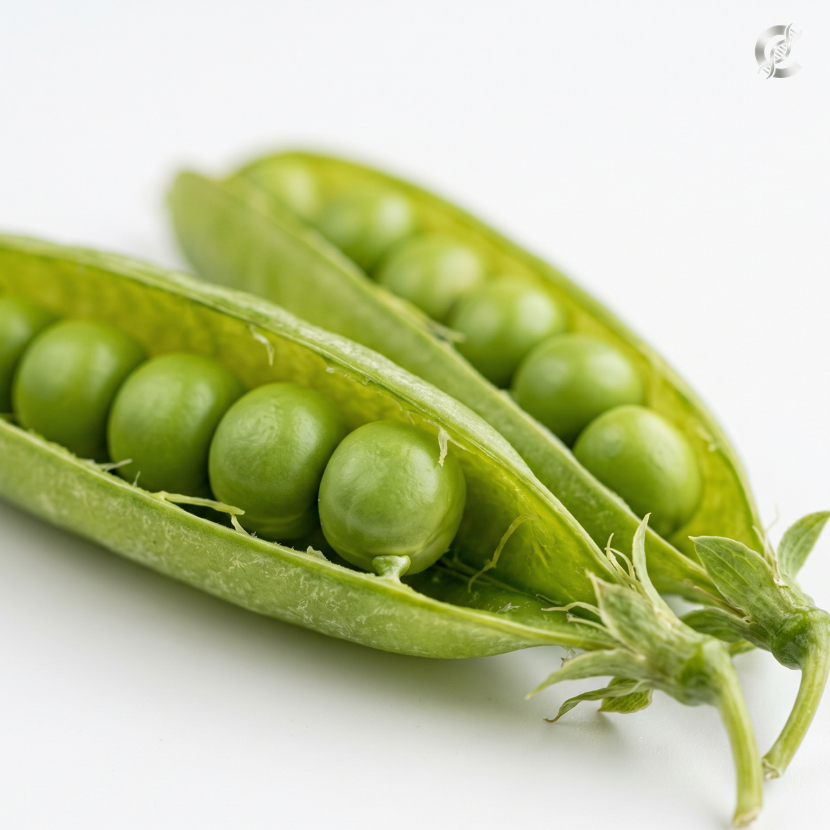 Pea Protein