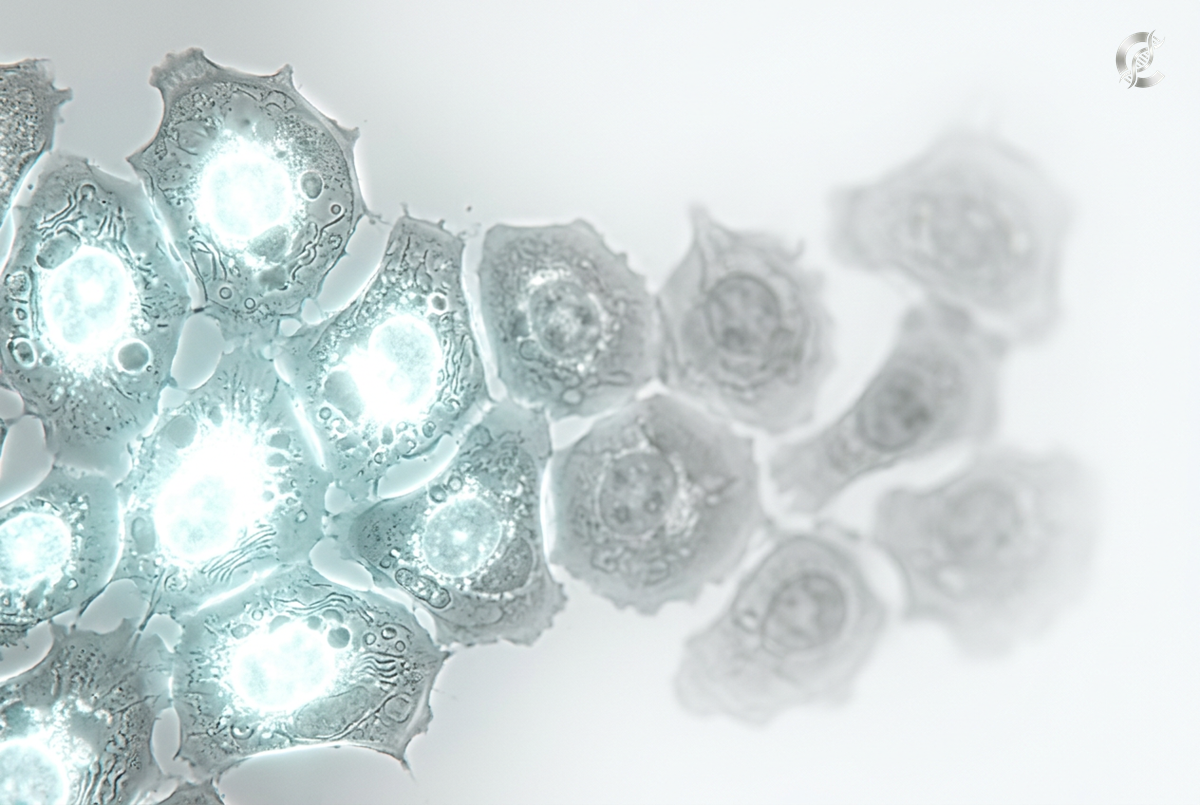 Stem cells fading with age